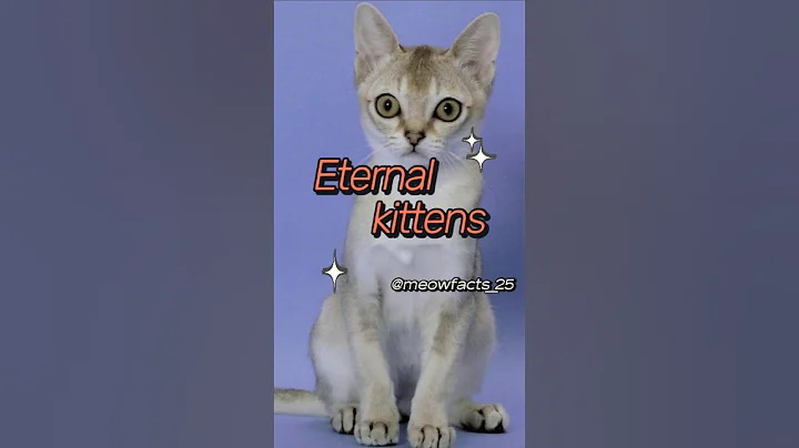 Video 8077371: cats catlover kitten, cat breed, domestic cat, breed male, cat growing