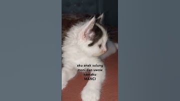 Thumbnail of #music #song #pop #lyrics #cover #cat #catlover #shorts