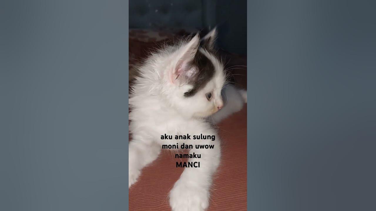 #music #song #pop #lyrics #cover #cat #catlover #shorts