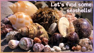 Finding Seashells at Low Tide | Sea Creatures & Shells [Virtual Shelling]