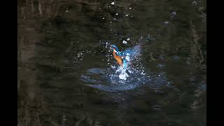 3499#カワセミ#水絡み#鶴見川#Kingfisher#water entangled#20190126#1／3