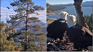 A Juvenile Eagle Flyby & Landing Jackie & Shadow Add 6 Sticks Big Bear Fobbvcam 1.11.26