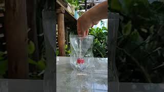 #diy - VASO AUTOIRRIGAVEL FEITO COM GARRAFA PET! #jardinaveis #façavocêmesmo #garrafapet #ideias #diy - VASO AUTOIRRIGAVEL FEITO COM GARRAFA PET! #jardinaveis #façavocêmesmo #garrafapet #ideias