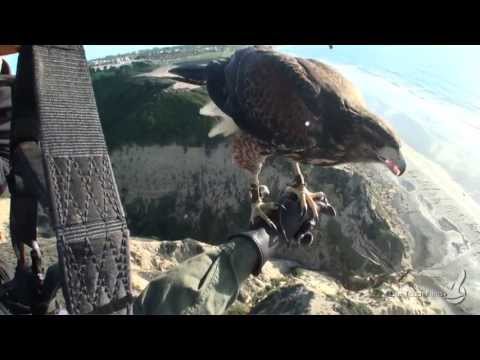 Video: Parahawking: Flyvning Gennem En Fugls øjne (Video) - Matador Network