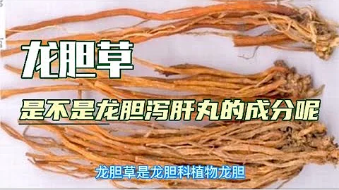 中醫中藥知識普及-龍膽瀉肝丸中的龍膽草，原來竟有這麼多神奇的功效呢？一起看看吧 - 天天要聞