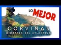 🐟🔝Corvinas "GIGANTES" del Atlantico🔝SUSCRIBETE