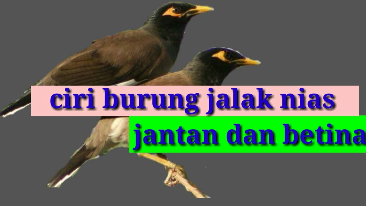 Mengenal Burung Jalak Kebo Habitat Makanan Suara Dan Harga