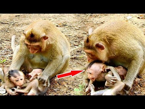 facebook games 2019 Because of Cody hurt Copper | Coco angry Cody cos see Cody bites her baby Copper