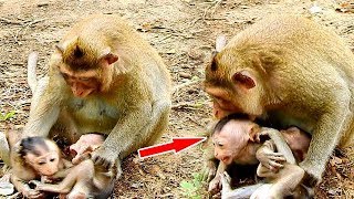 Because Of Cody Hurt Copper Coco Angry Cody Cos See Cody Bites Her Baby Copper