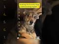Ranking Funniest Dogs 🐕 #puppy #funnydogs #dog #pets #funny