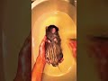 Meu rato adora tomar banho gente #viralvideo #humor #piadascurtas #funny #piadasrapidas #comedy #fun
