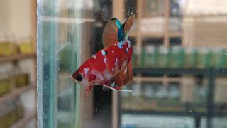 Ikan Cupang Hias Jenis Plakat Nemo Multicolor