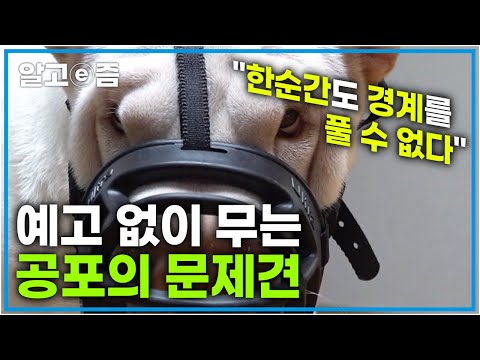 &amp;#39;순식간에 포악해지는 개&amp;#39; 갑자기 화가 폭발해버리는 개와 언제든 물릴 위기에 처한 보호자 │세상에 나쁜 개는 없다│알고e즘