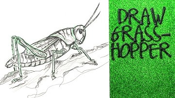HOW TO DRAW A GRASSHOPPER Step by Step Pencil Drawing Tutorial. Guided realistic insect sketch