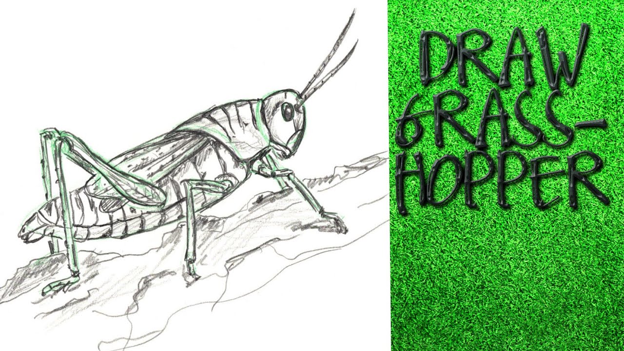 How to Draw a Cute Grasshopper