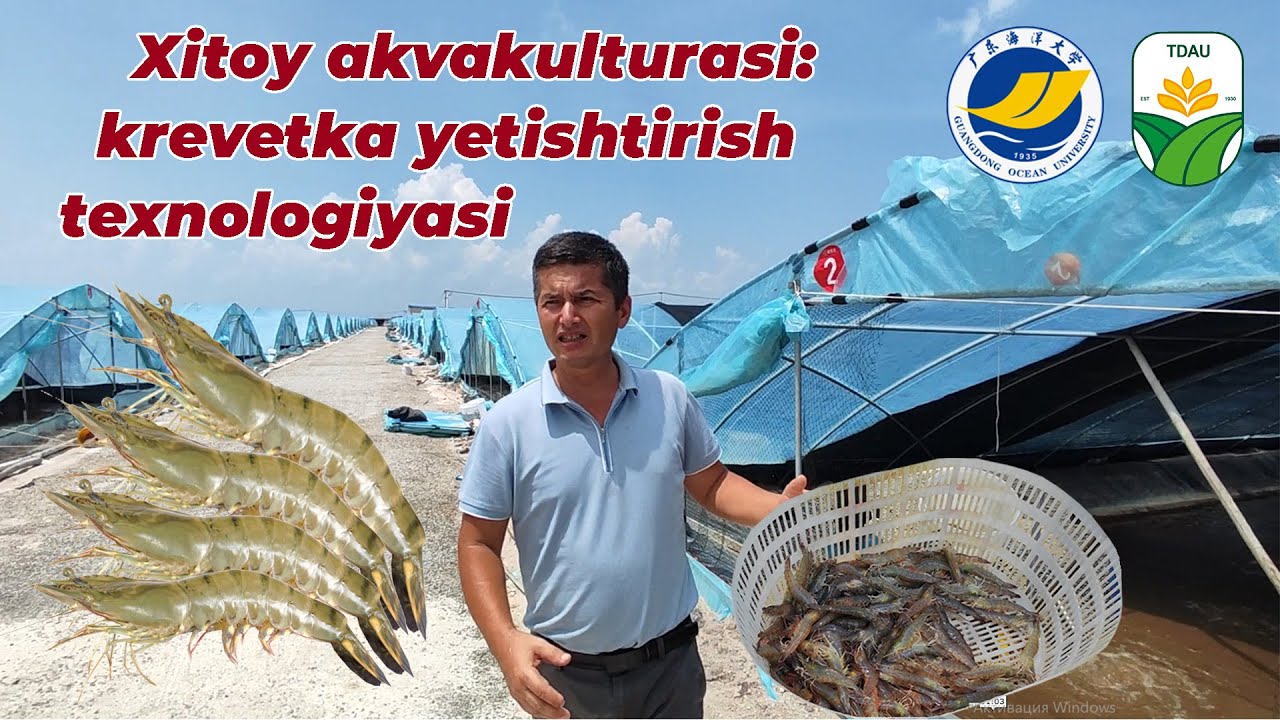krevetka yetishtirish Xitoy tajribasi