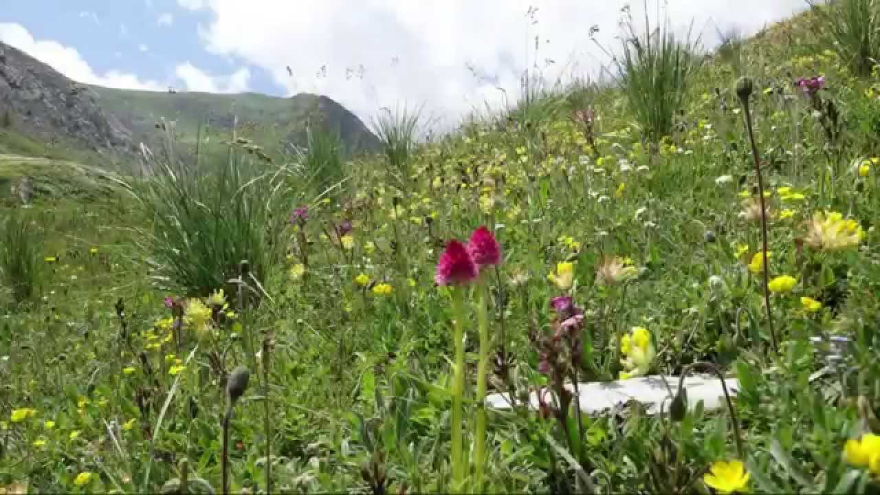 Una montagna di fiori 2015 - YouTube