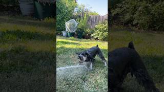 Dog Gets TRICKED into a Bath! #minischnauzer #dogbath #shorts