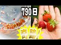 【790日の記録】種から育てたいちご🍓が実った奇跡のような軌跡