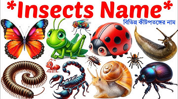 Insect Names🐛🐞🦋| Learn 20 Insects Name in English with Pictures | Fun Learning Insects Name for Kids