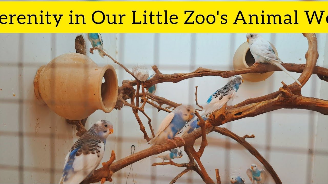 "Serenity in Our Mini Zoo: Peaceful Moments of Animals Living Together in Harmony!"