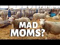 WEANING LAMBS (& Channelling My Inner Temple Grandin): Vlog 236