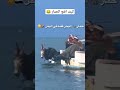 حمار البحر لأول مرة في اليمن المصيبة كيف اقنع الحمار