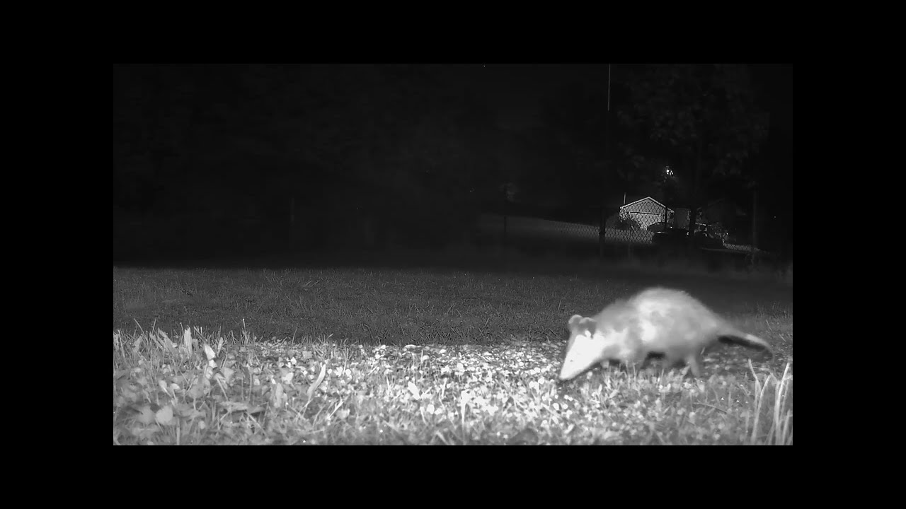 Andy Raccoon Andy, not always raccoons. - YouTube