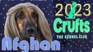 Crufts 2023 Afghan Hound