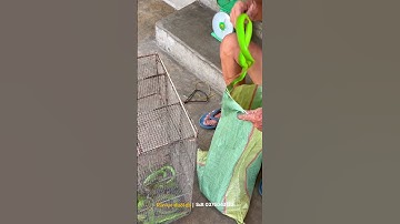 Chủ quan bắt rắn lục đuôi đỏ cực độc bằng tay không và cái kết ăn hành p3