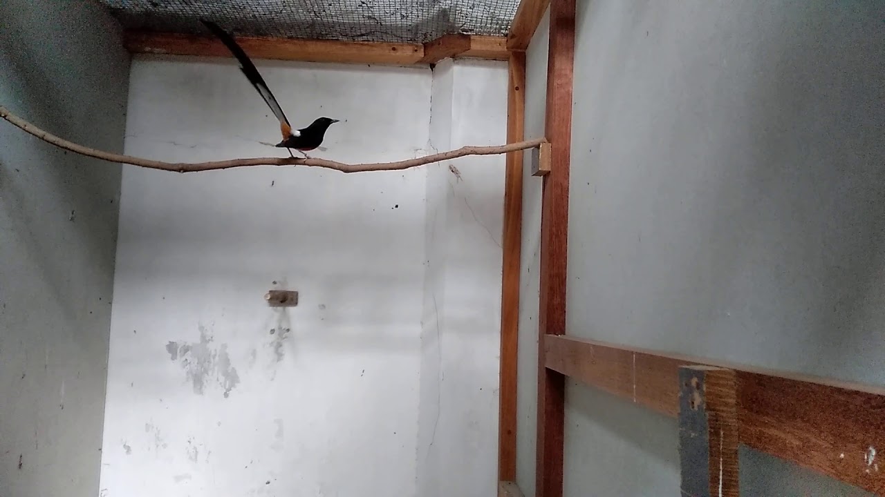 Murai Batu Jenggotan Youtube