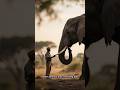 The Elephant That Never Forgets! #wildlife #wildlifeentertainment #animals