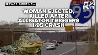 Alligator on I-95 leads to deadly crash that kills 20-year-old Florida woman