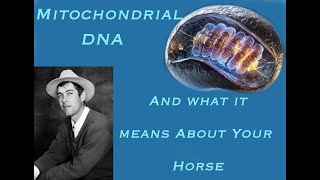 Mitochondrial DNA and What it Means for Your Horse