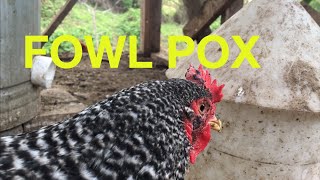 Fowl Pox Remedy that works screenshot 4