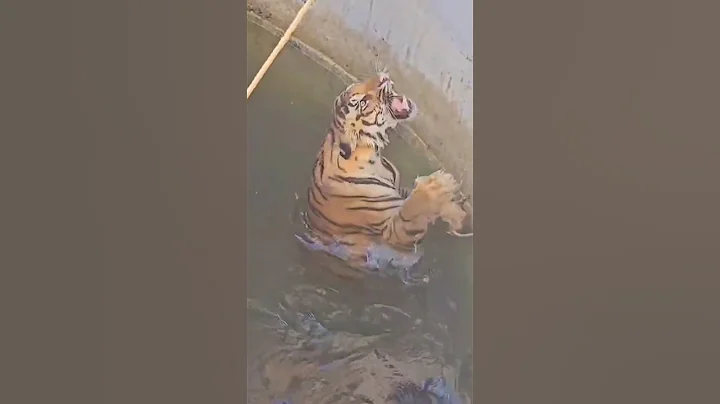 Survival knows no mercy. A male Tiger takes down a wild boar, Pench India #tiger #wildboar #pench