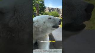 They are bigger than you think #shorts #animals #pets #cute #polarbear