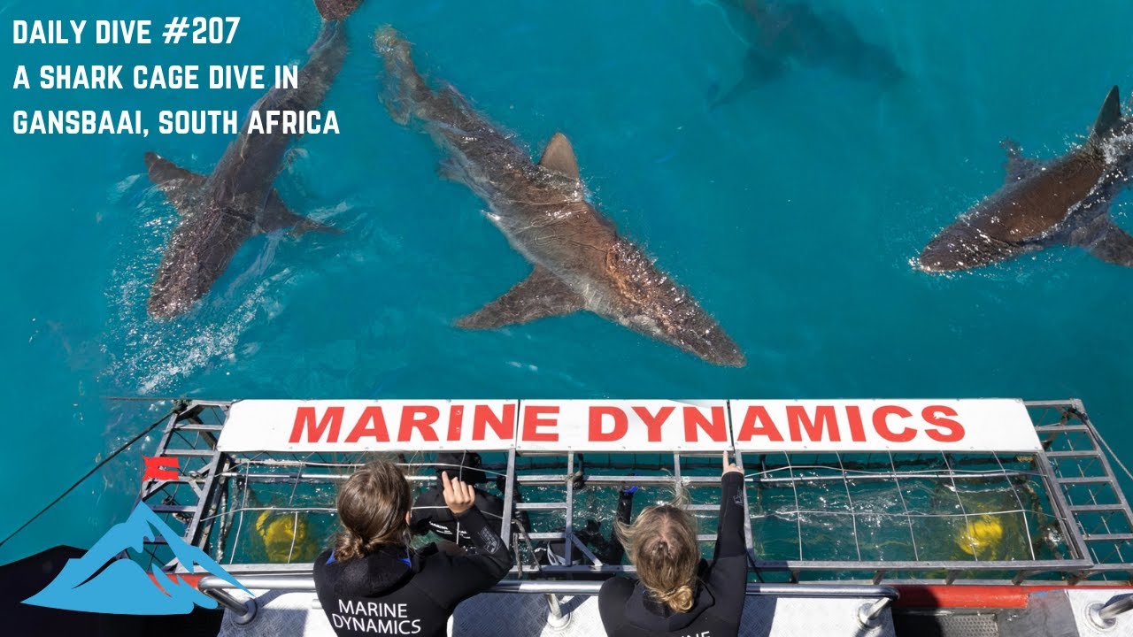 Shark Cage Diving Adventure