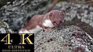 Super Fast ⏩️ Irish Stoat on Trailcam {4K Wildlife}
