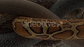 Snake Background Motion Graphics Background