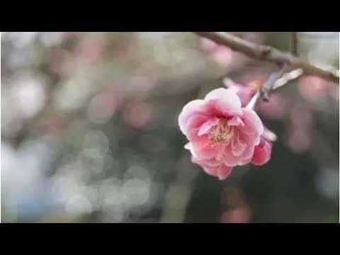 心軟是一種「不公平的善良」你成全了別人，卻委屈了自己.. | Lari TV