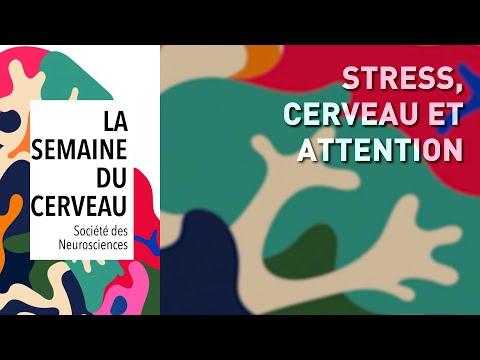 Vidéo: Les Scientifiques Ont Examiné Le Travail Du Cerveau En Mode 