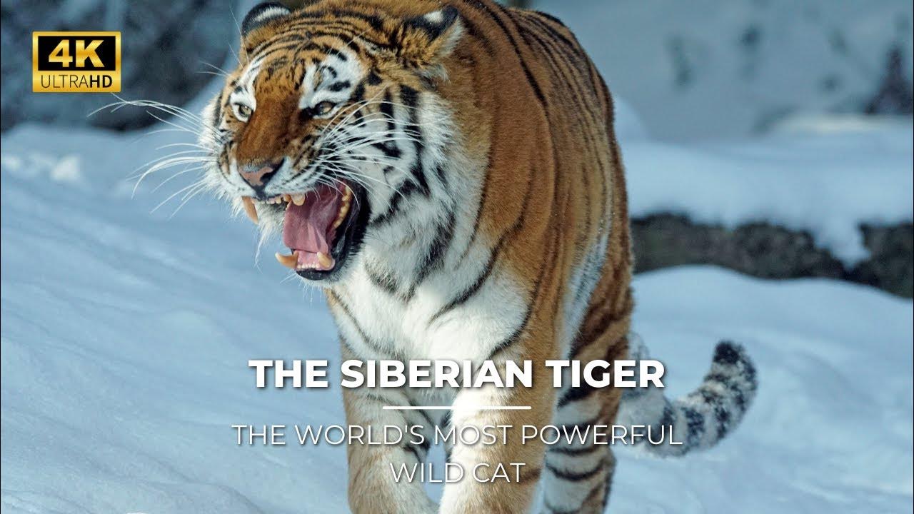 The Siberian Tiger the World's Most Powerful Wild Cat YouTube