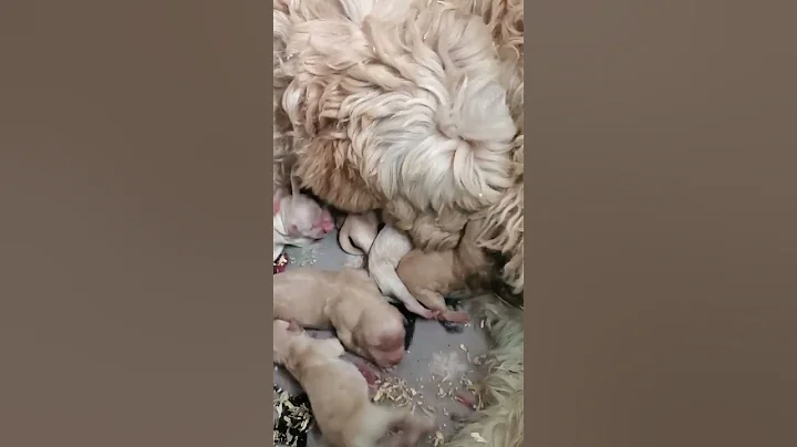 5 hours old