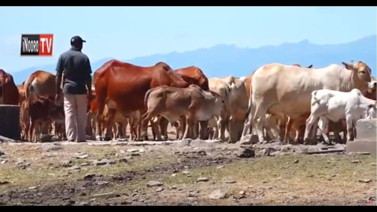 Uriithia wa Ng'ombe cia Nyama:Mugambo wa Murimi (Part 1)