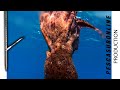 𝗣𝗘𝗦𝗖𝗔 𝗦𝗨𝗕 : Polpi e Pesca in tana nel sottocosta Pesca subacquea 𝗜𝗦𝗢𝗟𝗘 𝗘𝗢𝗟𝗜𝗘 - Spearfishing Octopus