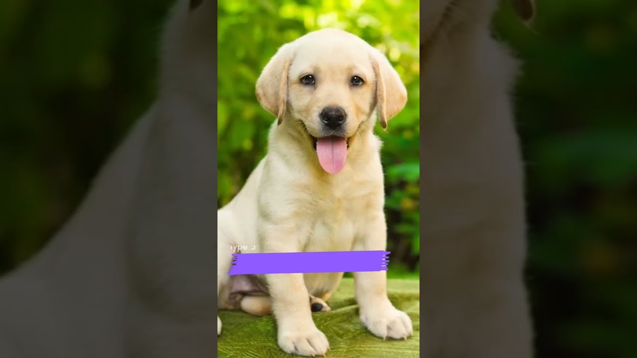 Top 5 beautiful dog breeds shorts youtubeshorts viralshorts dog