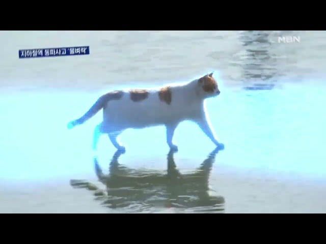 한강 고양이 리믹스