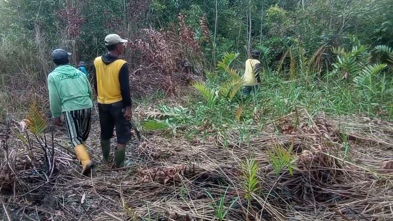 BAPAK BAPAK MENCARI LANJARAN DIHUTAN UNTUK TANAMAN MASING2