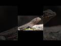 This Lizard Plays Rock–Paper–Scissors in the Mating Game #evolution #animals #sciencefacts #nature